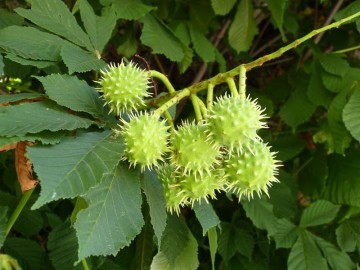 fotonoticia_20140630124838_800