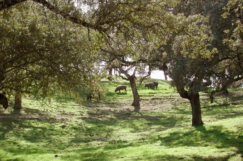 6454828w  El Digital de Asturias