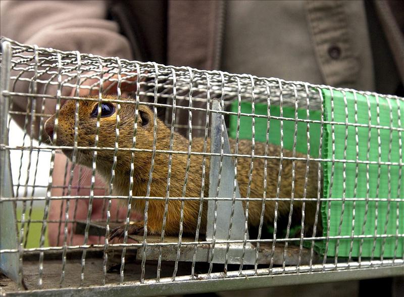 El control de mascotas en fronteras se intensifica para evitar casos de rabia