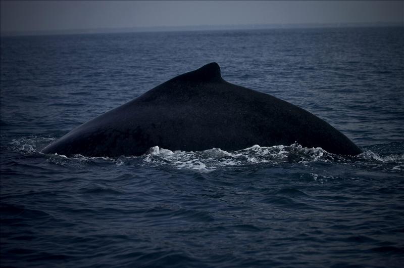 6580002w El Digital de Asturias