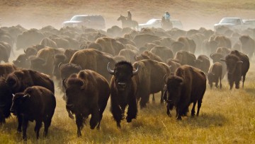 Arreo de Bisontes en Dakota del Sur