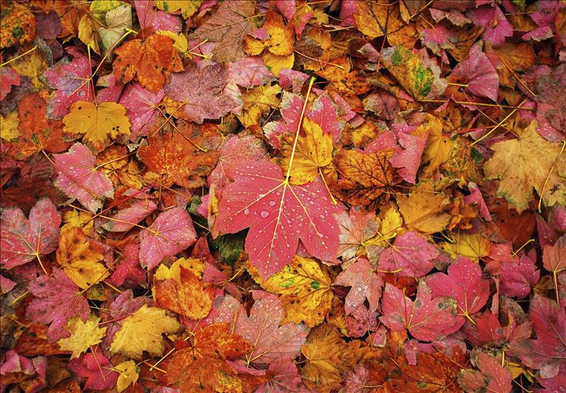 otoño  El Digital de Asturias
