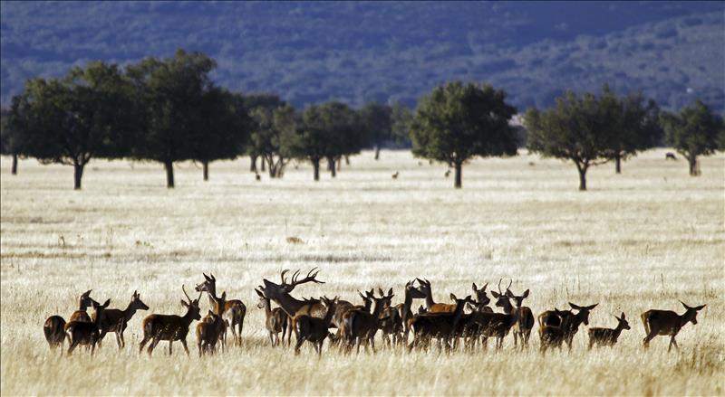 7370343w El Digital de Asturias