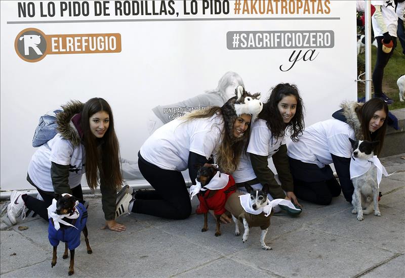 «A cuatro patas» contra el sacrificio de animales abandonados