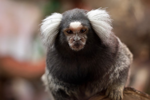 Common_marmoset_-Callithrix_jacchus_large