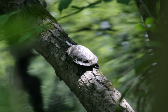 galapagoeuropeoenGalicia El Digital de Asturias