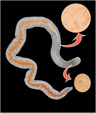 gusanomarino El Digital de Asturias