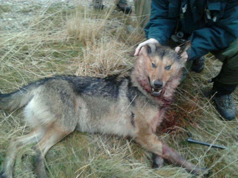lobo El Digital de Asturias