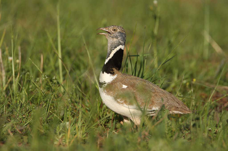 AVES El Digital de Asturias
