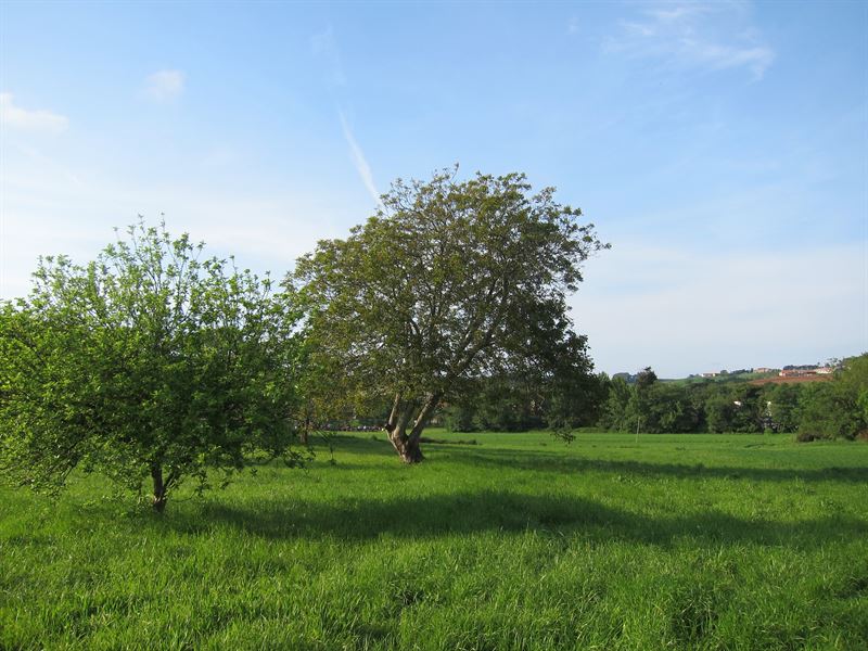 arboles asturias  El Digital de Asturias