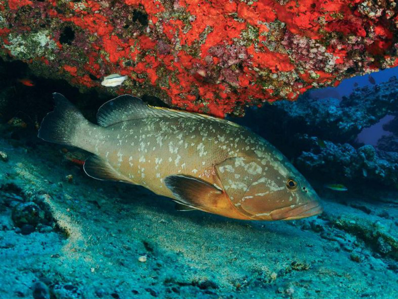 pez mar El Digital de Asturias