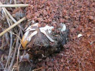 El-vomito-fosilizado-de-los-buhos-registra-la-perdida-de-biodiversidad_image800_