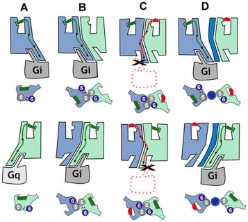 Identifican-como-reducir-los-efectos-cognitivos-adversos-del-cannabis_image800_