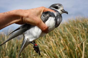 La-segregacion-es-clave-para-la-supervivencia-de-los-petreles-antarticos_image800_