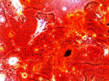 fotonoticia_20150727170611_800