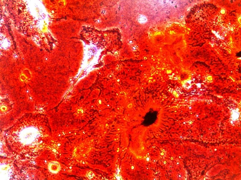 fotonoticia20150727170611800  El Digital de Asturias