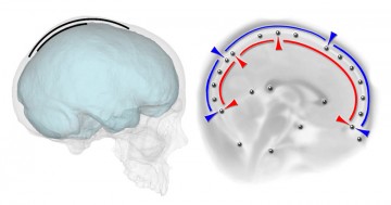 El-cerebro-moldea-la-forma-del-craneo