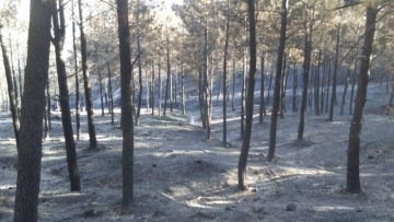 fotonoticia_20150812092530_800