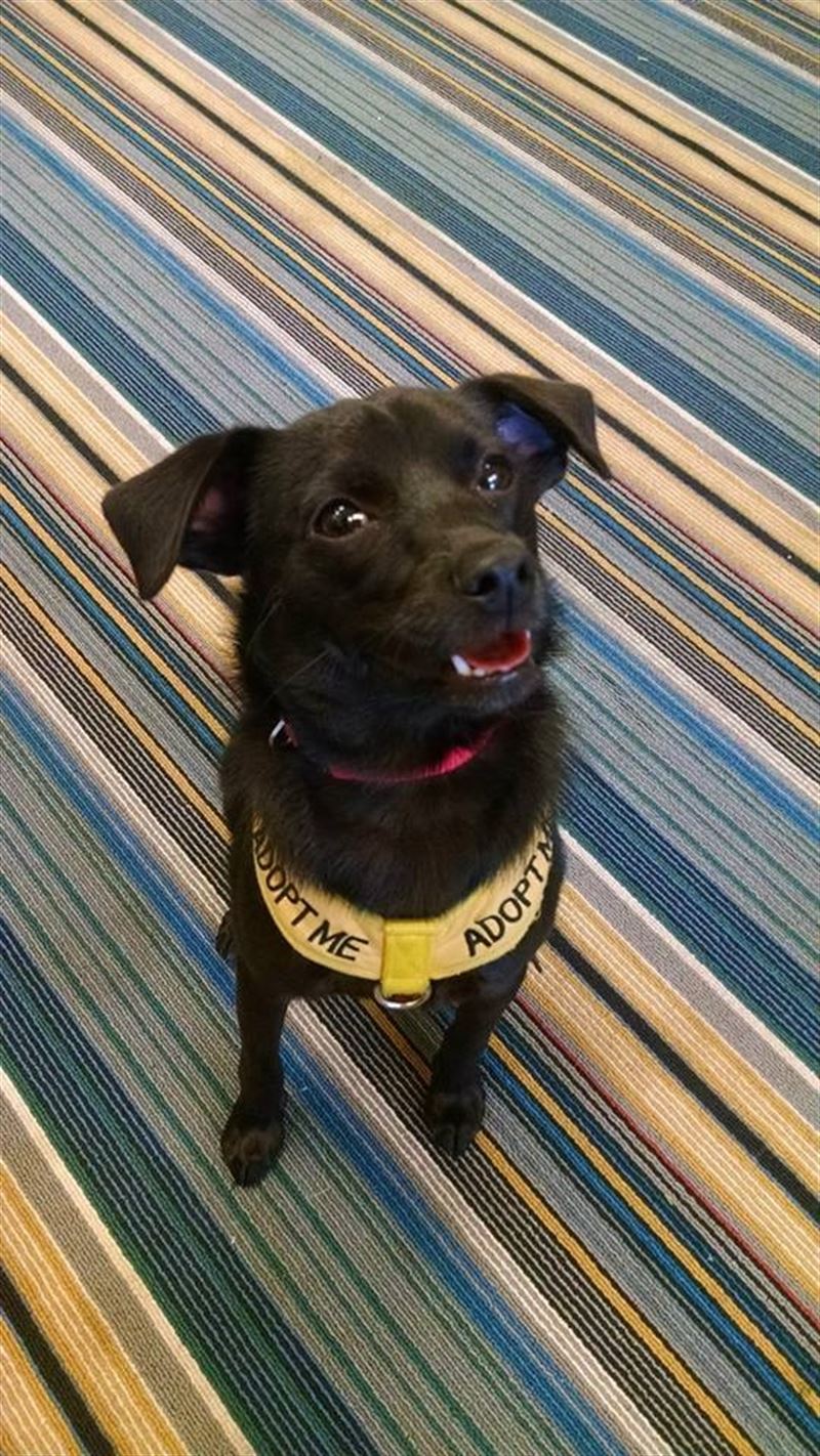 fotonoticia20150812125304800 El Digital de Asturias