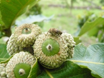 El-cambio-climatico-reduce-el-numero-de-machos-de-gorgojos-de-las-bellotas_image800_