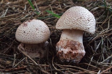 fotonoticia_20151023125406_800