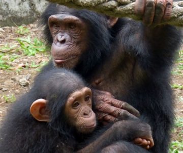 fotonoticia_20151111171707_800