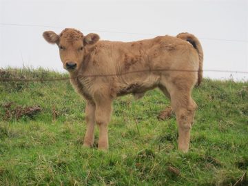 fotonoticia_20151113140112_800