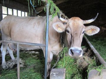 fotonoticia_20151207120439_800