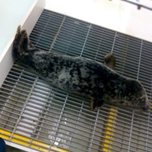 2016_01_06 Foca localizada en Llanes