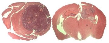 fotonoticia_20160110085938_800