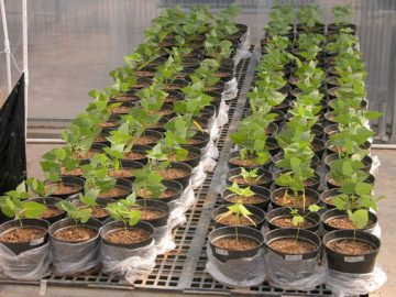 Descifran-el-genoma-de-la-judia-comun_image_380