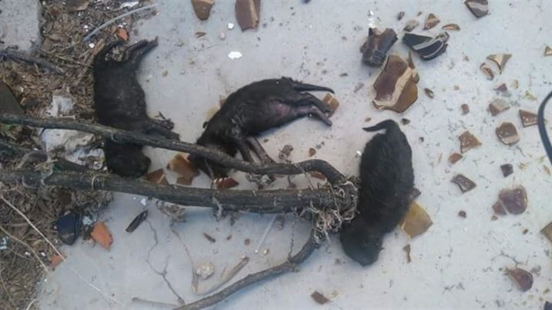 Buscan a los autores de la muerte de tres cachorros «reventados a botellazos»