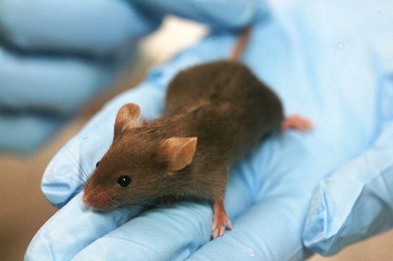 Consiguen revertir el cambio del cerebro relacionado con la edad