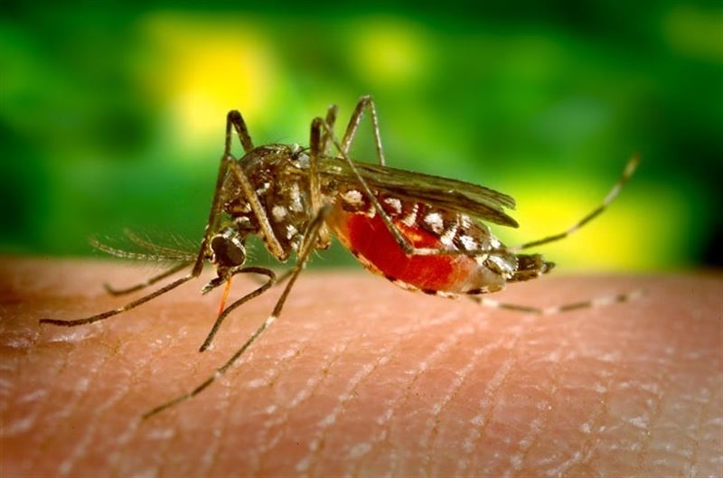 Primer caso del virus Zika en Cataluña