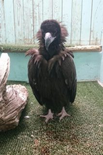 fotonoticia_20160218131336_800