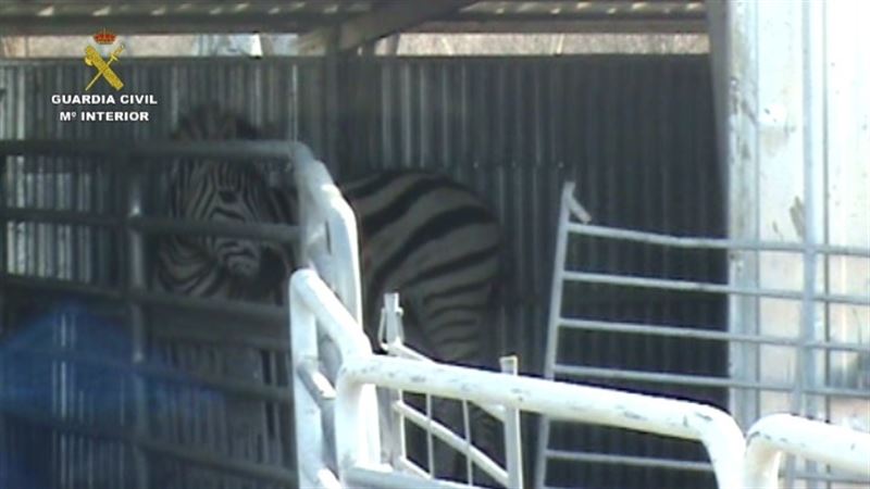 Desarticulada una red que exportaba cebras enfermas a Dubai