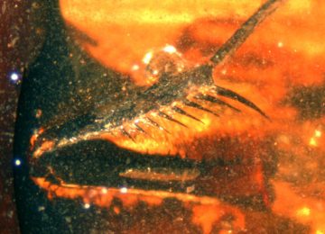 mantis-religiosa-fosil