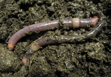 mapa-europeo-de-las-lombrices-de-tierra