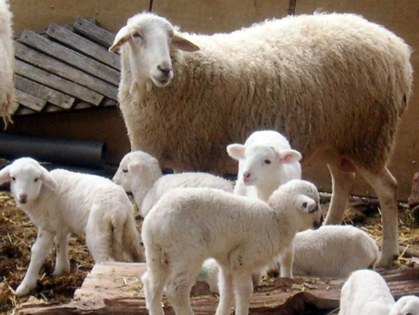 Colaboración europea en Bienestar Animal con referente madrileño