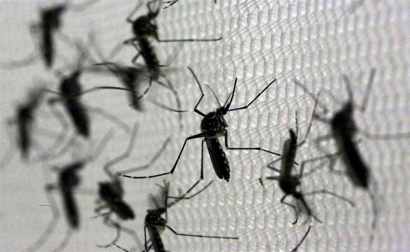 zika El Digital de Asturias