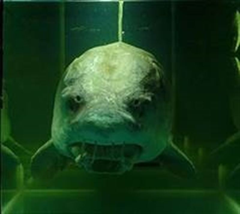 fotonoticia20160310104233800 El Digital de Asturias