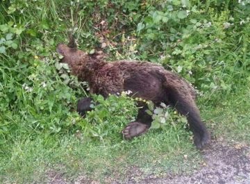 fotonoticia_20160331104717_800