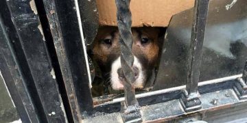 fotonoticia_20160506115143_800