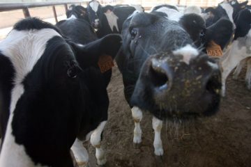 fotonoticia_20160510110614_800