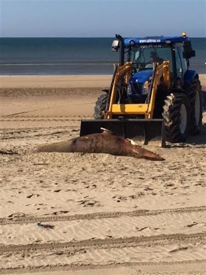 fotonoticia20160519145251800 El Digital de Asturias