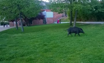 fotonoticia_20160602130242_800