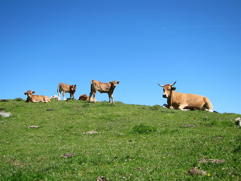 fotonoticia20160602195855800 El Digital de Asturias