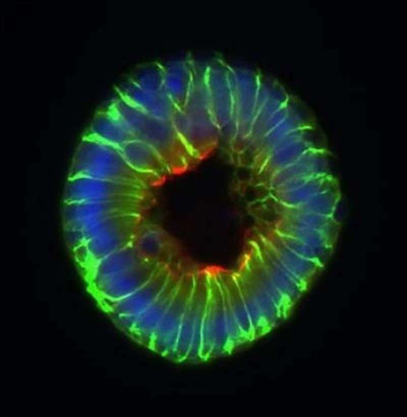 fotonoticia20160603082943800 El Digital de Asturias