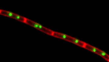 fotonoticia_20160609073833_800