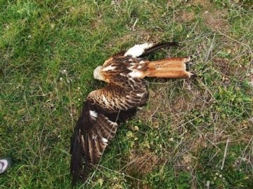 fotonoticia_20160609142714_800